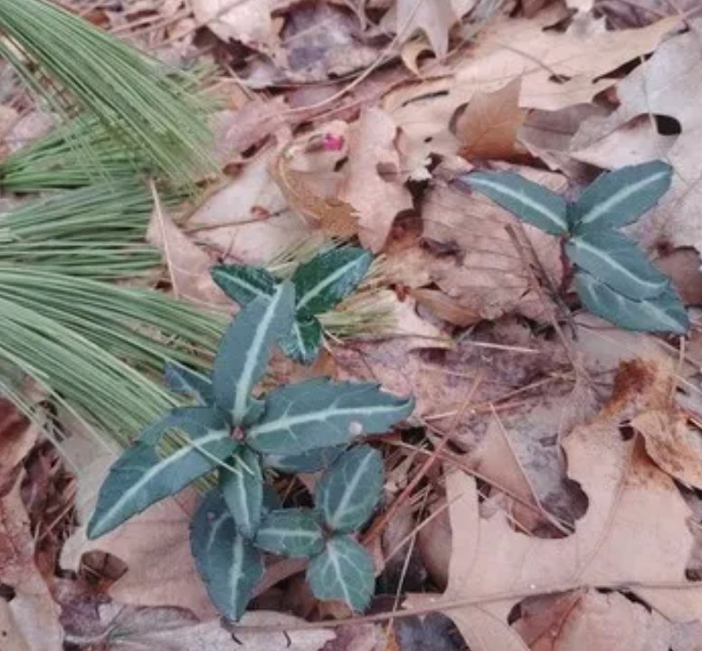 Chimaphila maculate / Spotted Chimaphila / Wintergreen