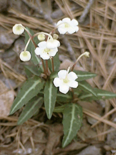 Chimaphila maculate / Spotted Chimaphila / Wintergreen