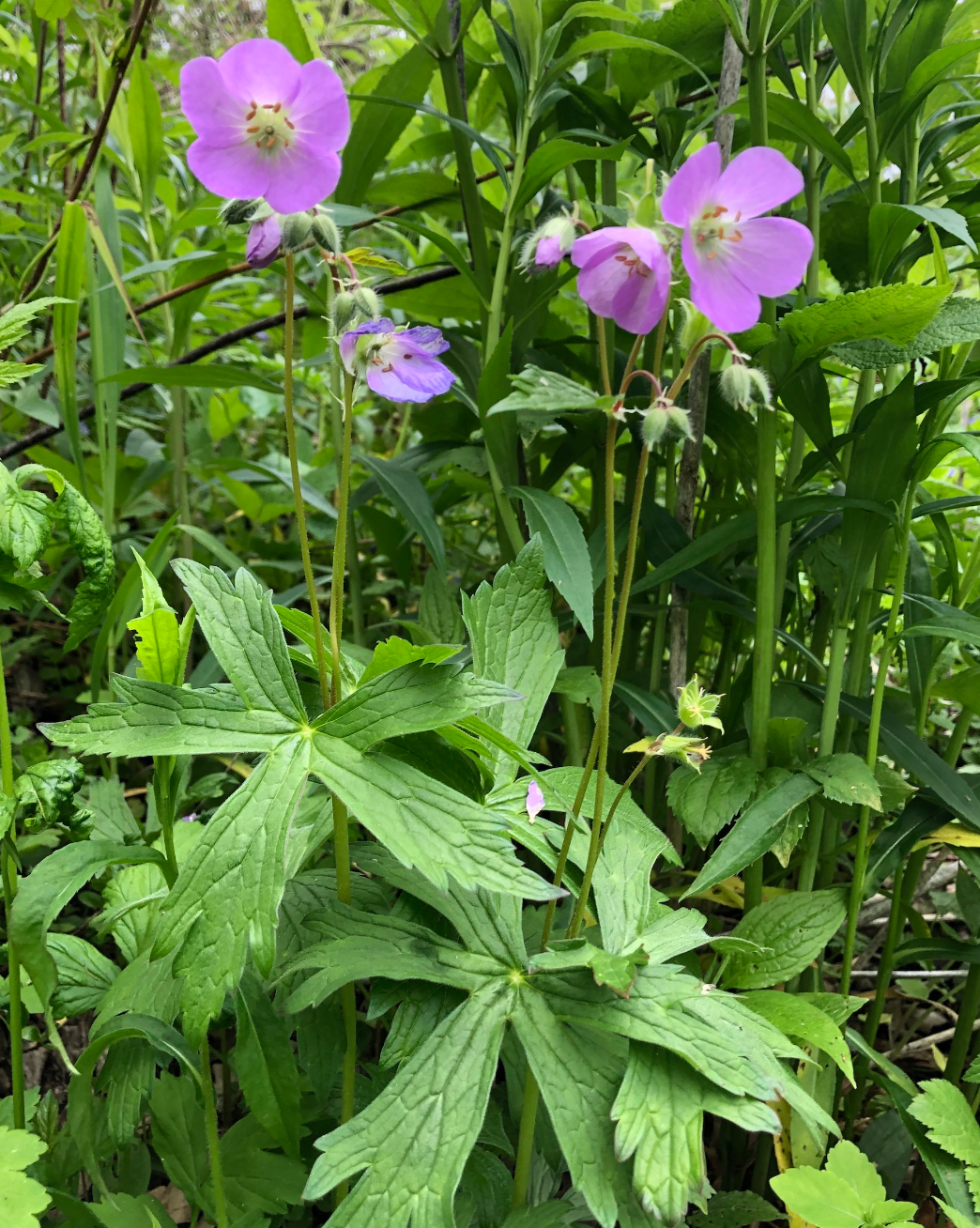 Geranium maculatum / Spotted Geranium, American Wild Geranium / Wild Geranium