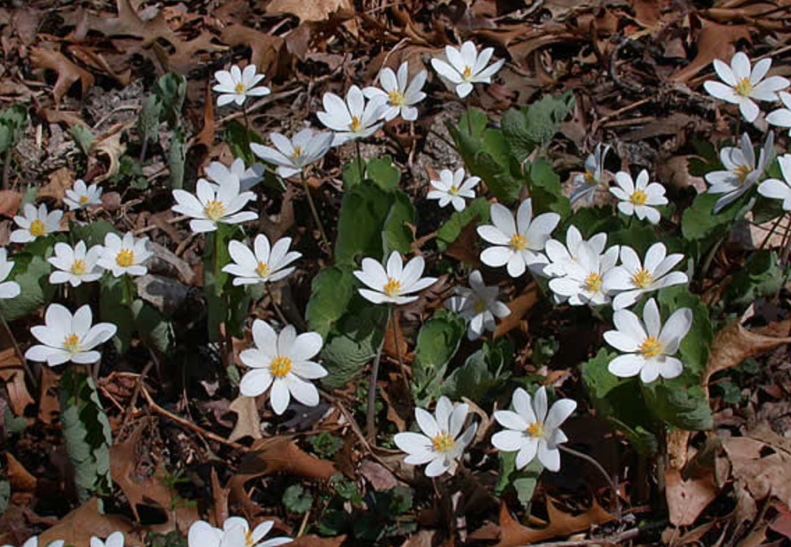 Sanguinaria canadensis / Sanguinaire du Canada / Bloodroot