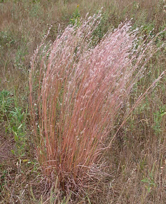 Schizachrium Scoparium / Herbe à balais / Little Bluestem