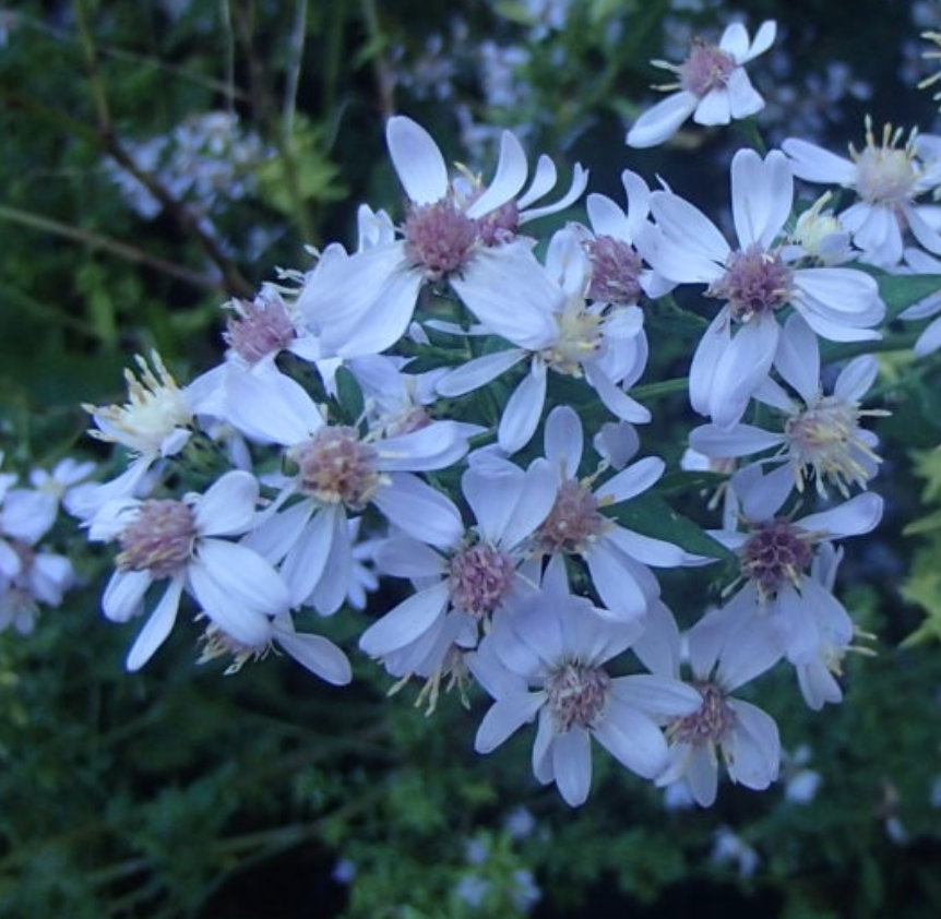 Symphyotrichum cordifolium (Aster cordifolius) / Aster cordifolié / Heart Leaved Aster