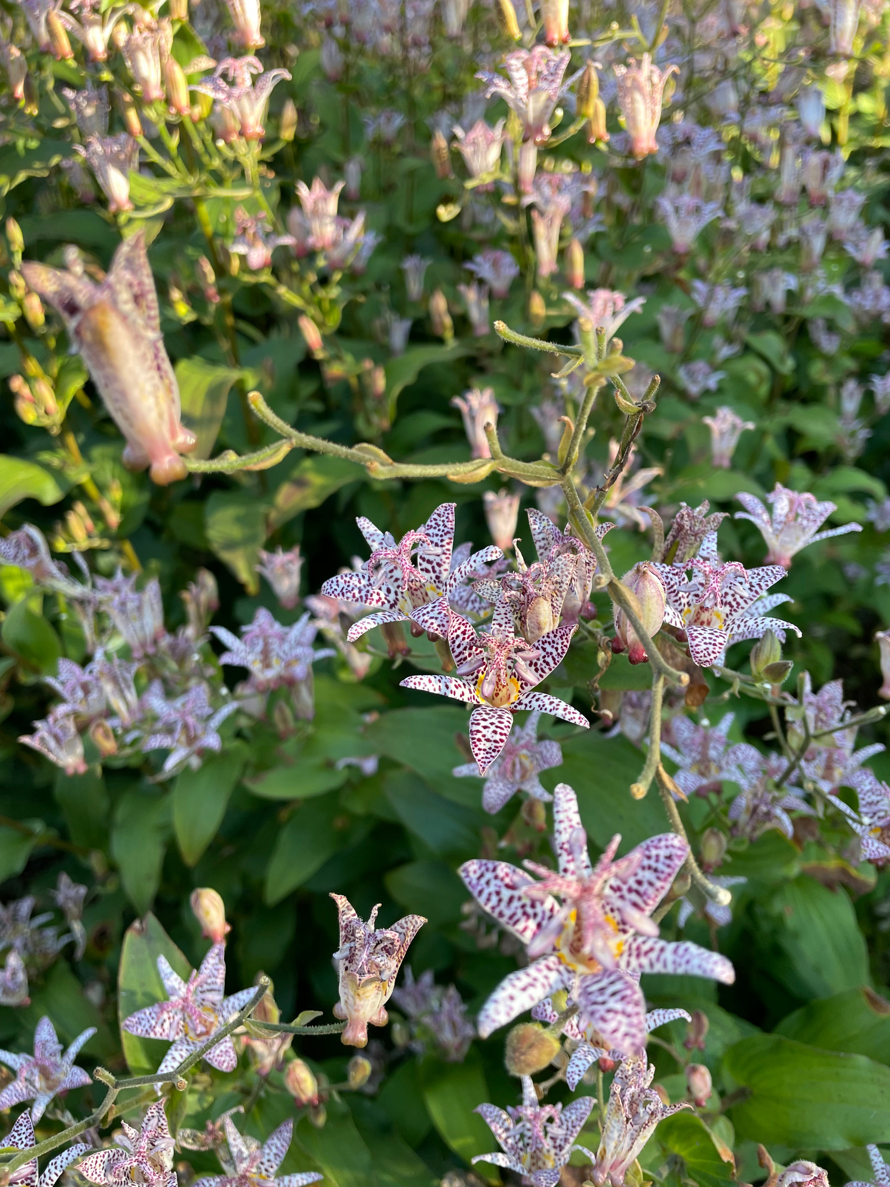 Tricyrtis Hirta / Lis crapaud / Japanese Toad Lilly