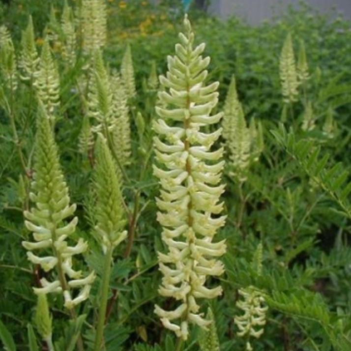 Astragalus canadensis / Canadian Milkvetch