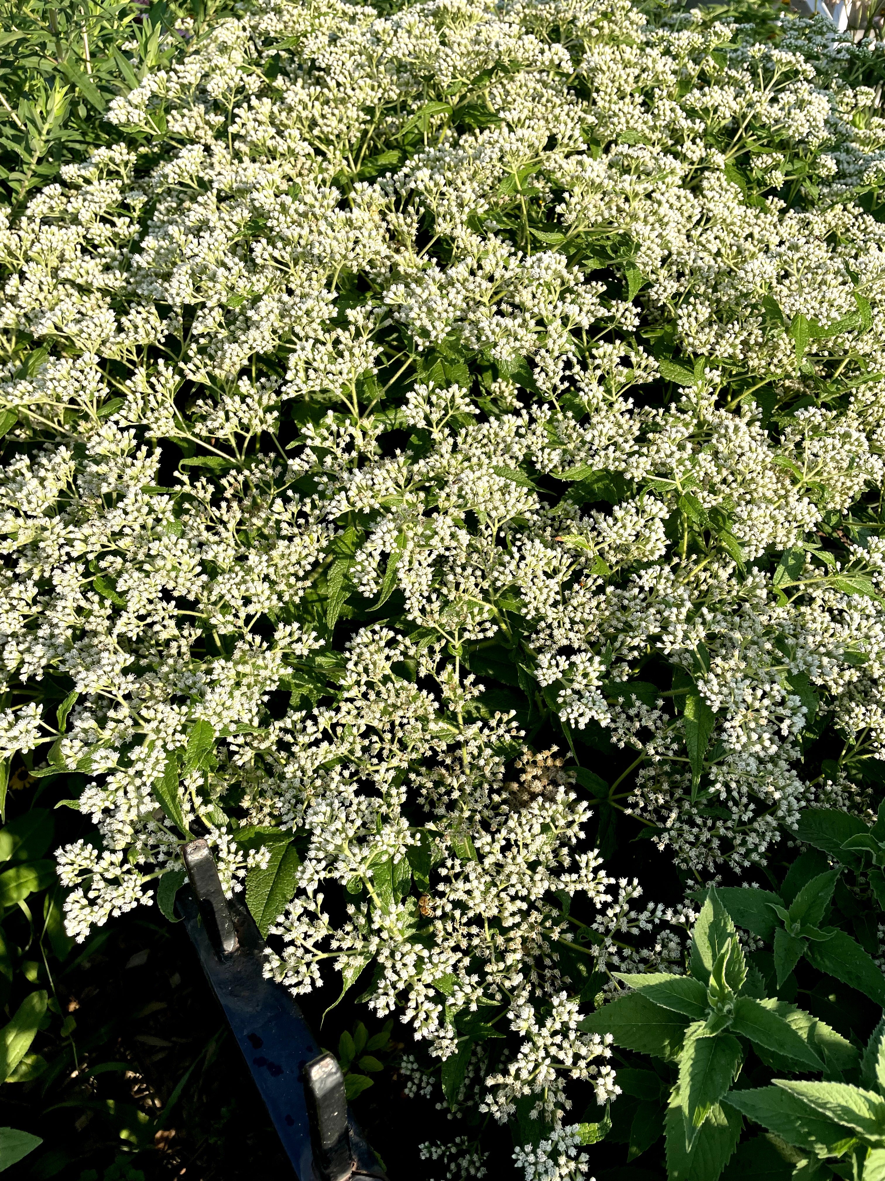 Eupatorium perfoliatum / Eupatoire perfoliée / Boneset