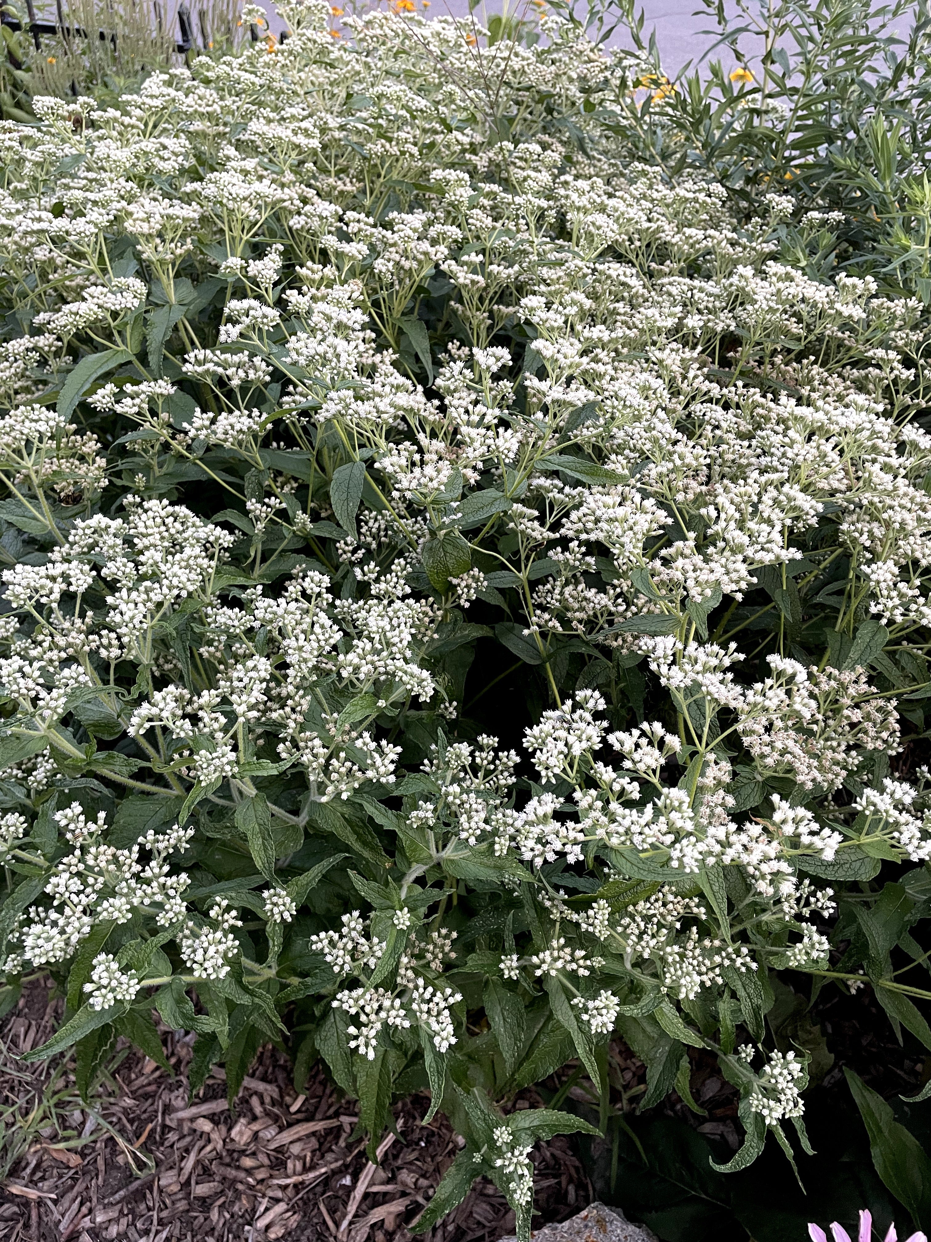 Eupatorium perfoliatum / Eupatoire perfoliée / Boneset