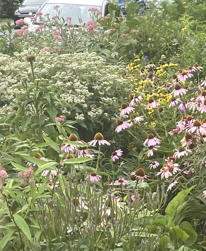 Eupatorium perfoliatum / Eupatoire perfoliée / Boneset