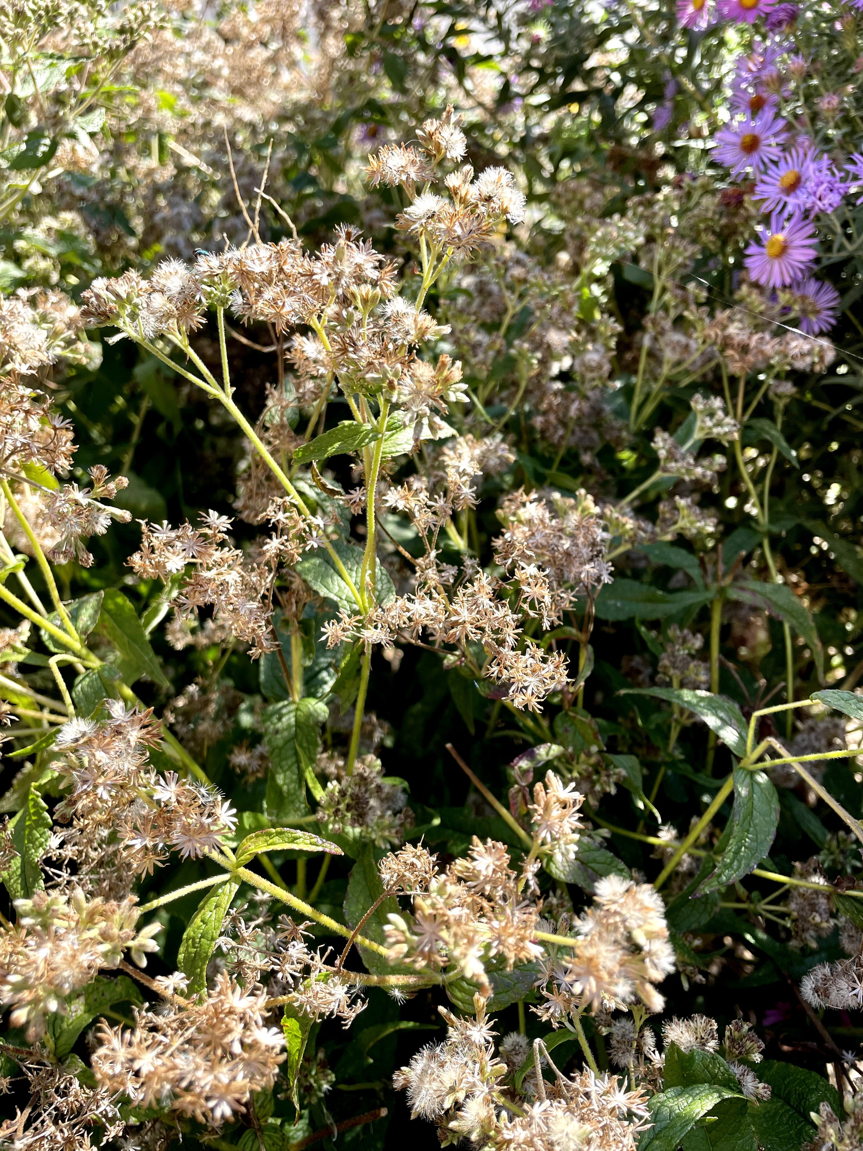 Eupatorium perfoliatum / Eupatoire perfoliée / Boneset