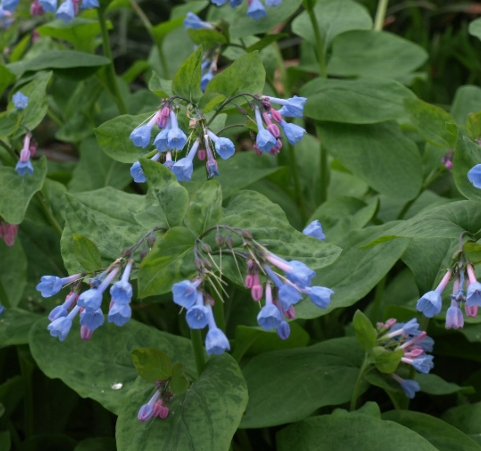 Mertensia Virginica  / Cloches de Virginie /  Virginia Blue Bells - Mertensia