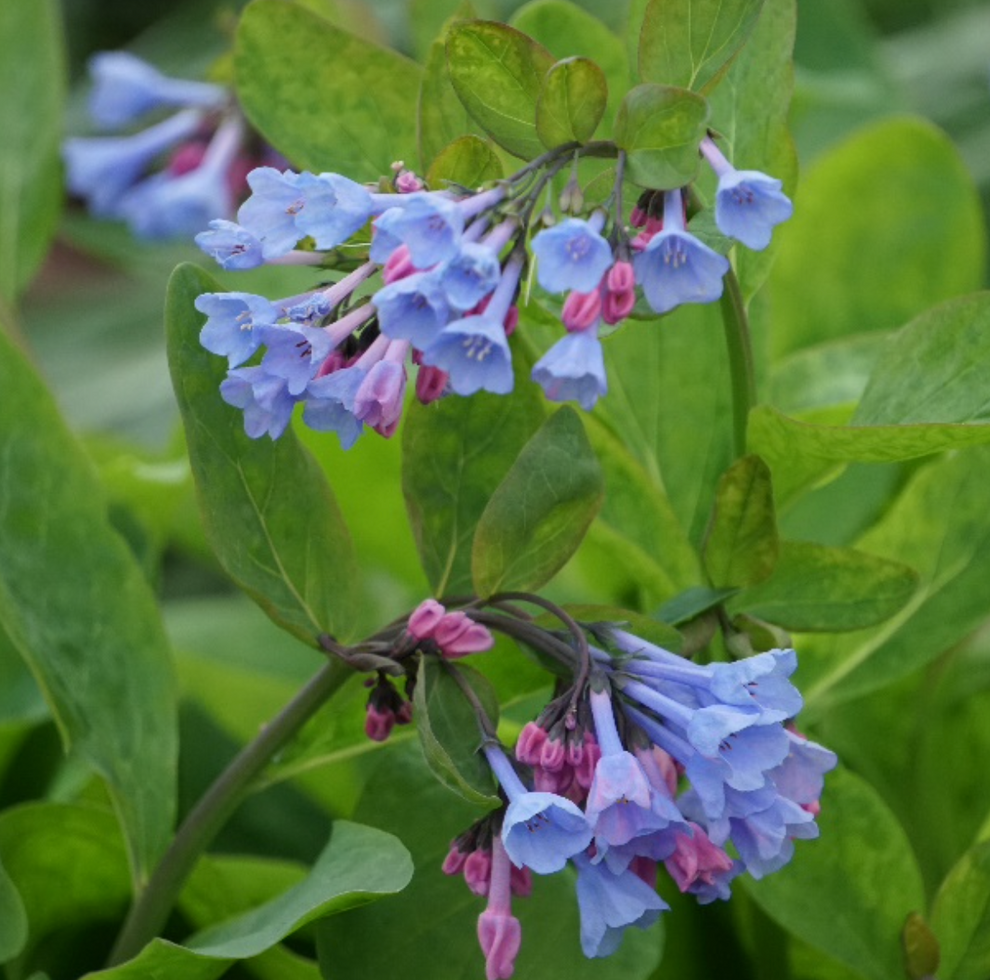 Mertensia Virginica  / Cloches de Virginie /  Virginia Blue Bells - Mertensia