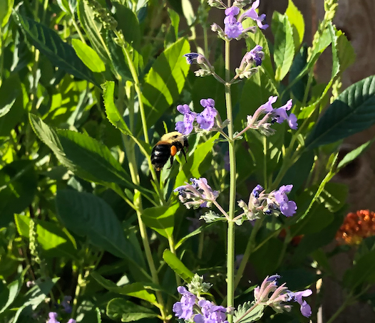 Nepeta racemosa / Népéta à fleurs bleues / Catmint