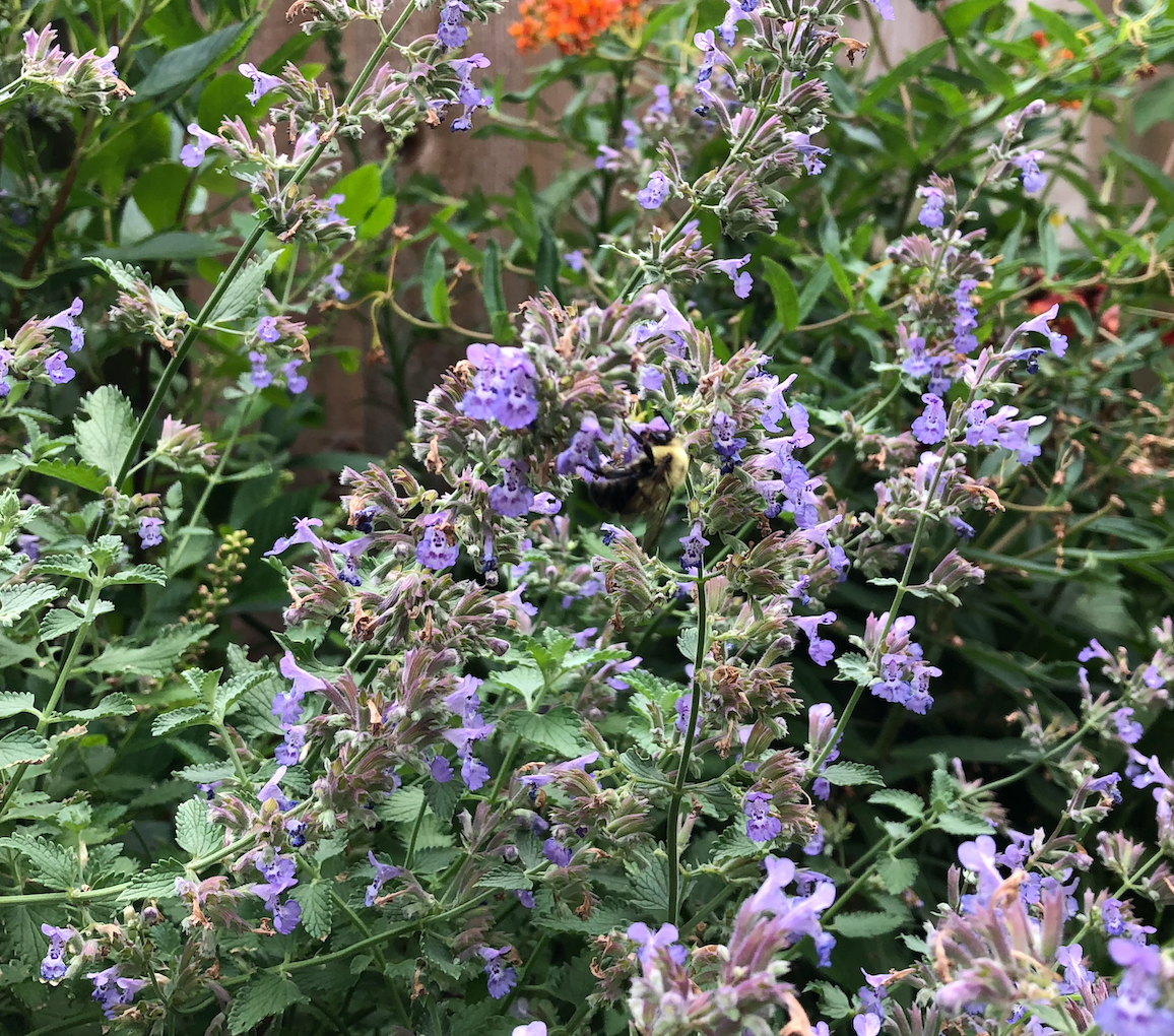 Nepeta racemosa / Népéta à fleurs bleues / Catmint