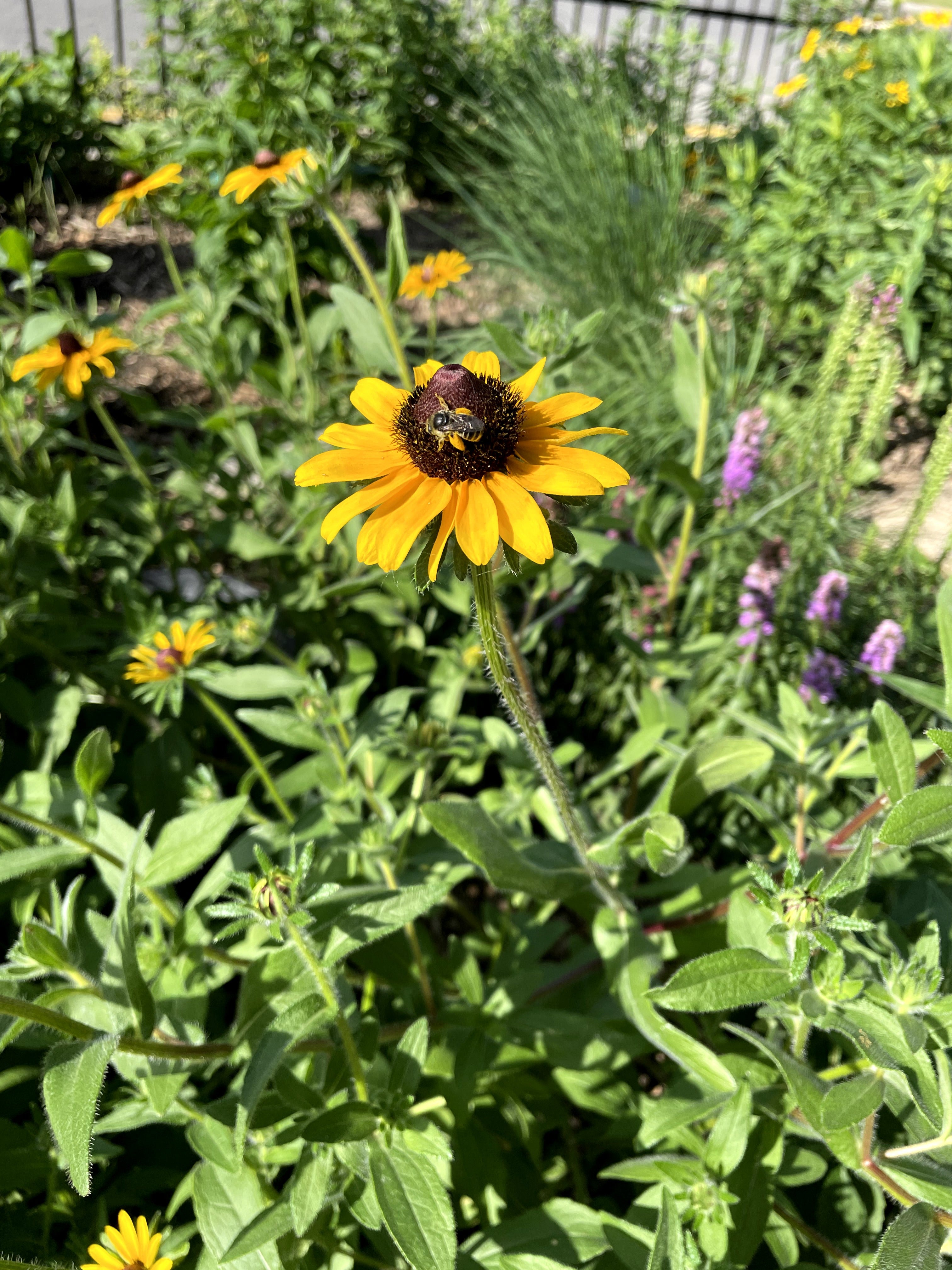 Rudbeckia hirta / Rudbekia hirte /  Black-eyed Susan