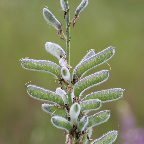 Lupinus perennis / Lupin Bleu / Wild Lupin