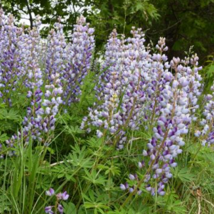 Lupinus perennis / Lupin / Wild Lupin
