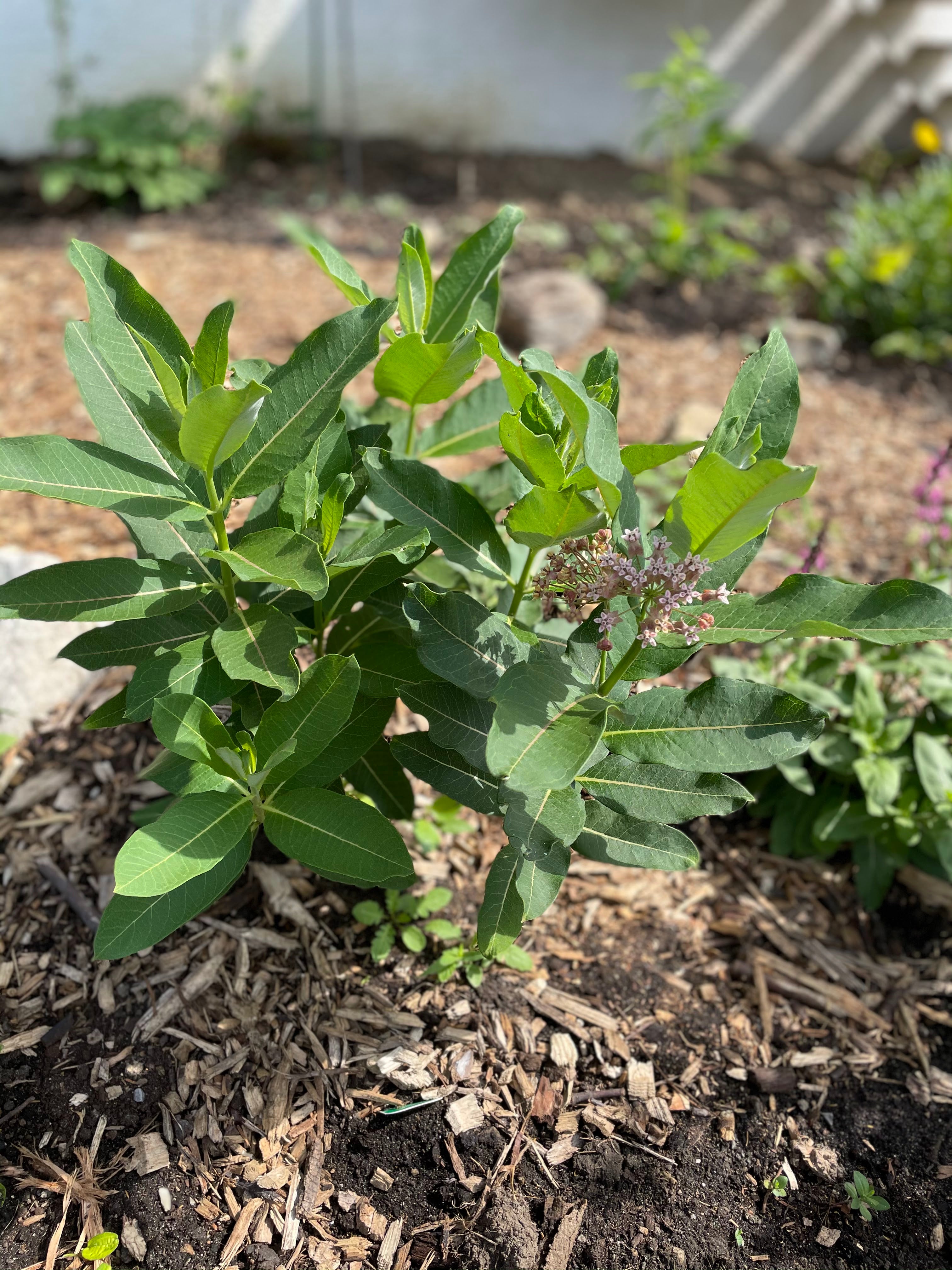 Transplanting Milkweed from Mow Zones! Just dig it, people!