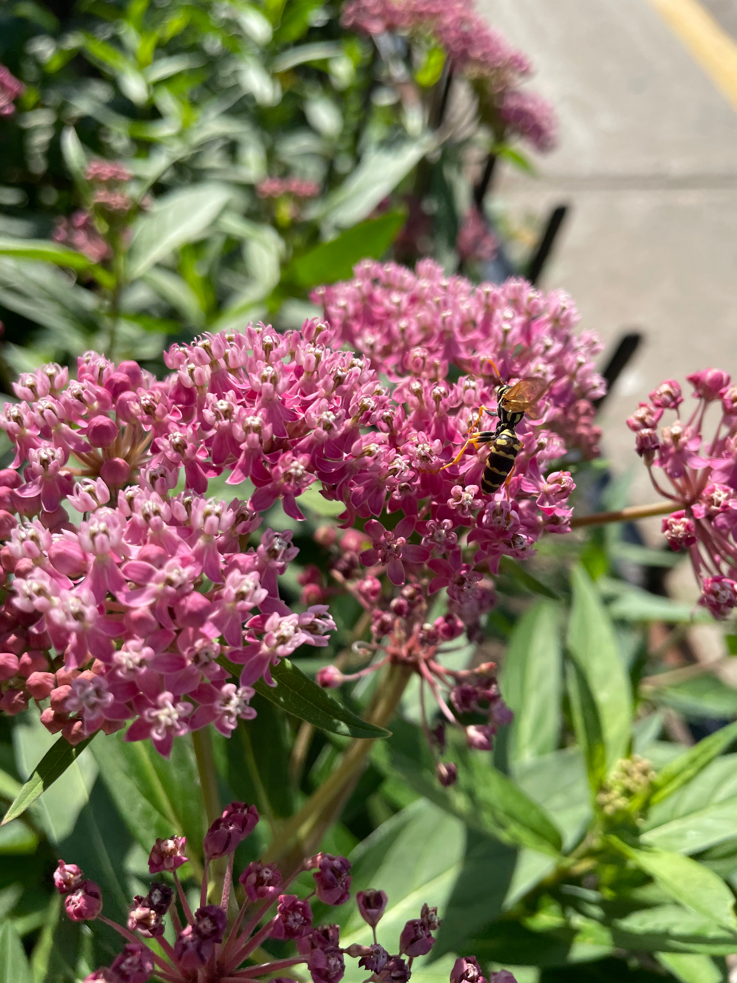 Côté soleil - Plantes indigènes pour le soleil  |  Sunny Side- Native plants for sun