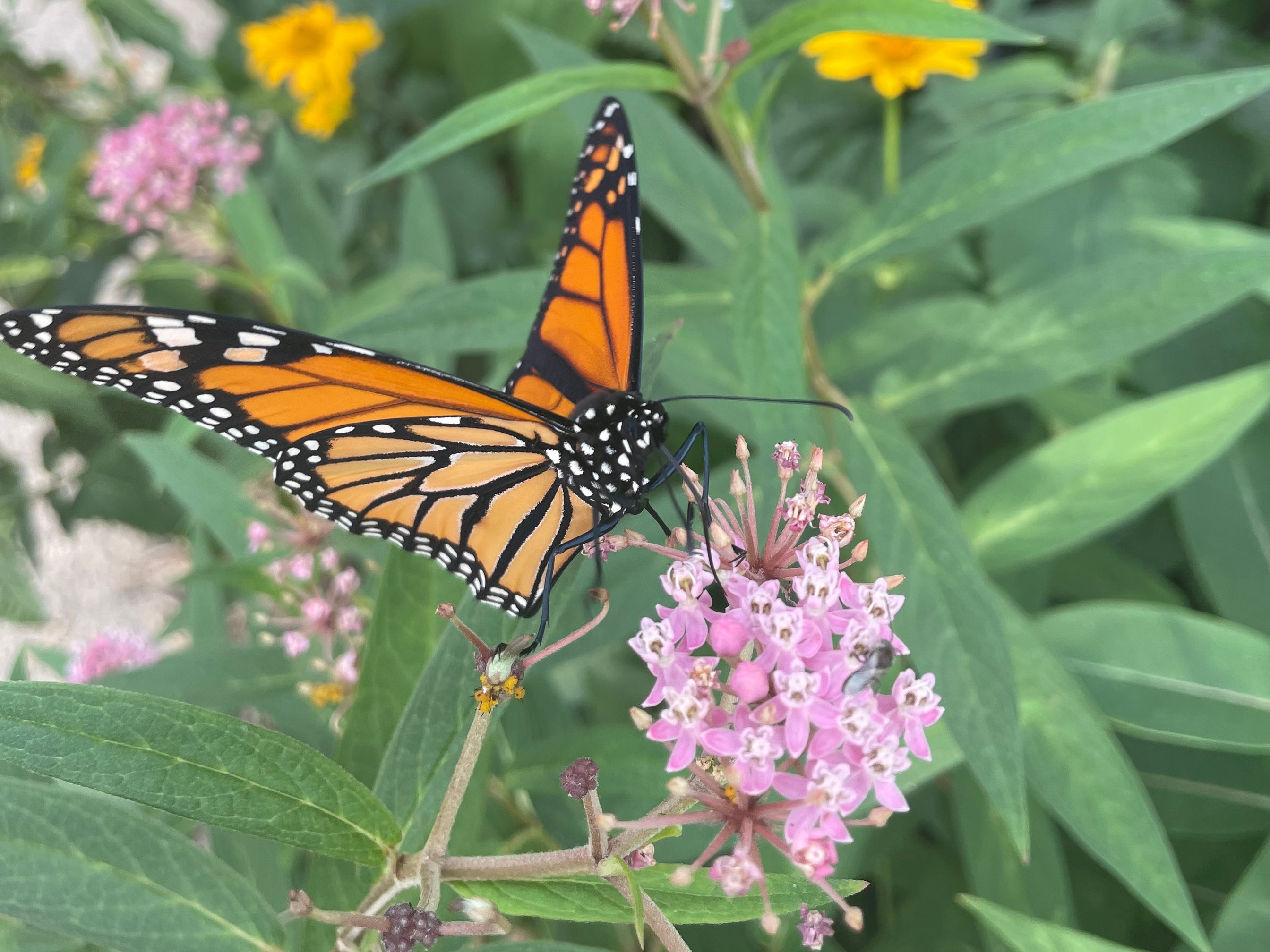 Favoris du monarque | Monarch Garden Favourites