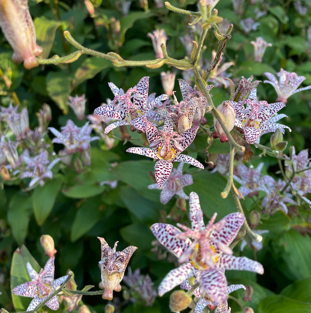 Jardin d'ombre - favorable aux pollinisateurs | Shade Tolerant - Pollinator Friendly