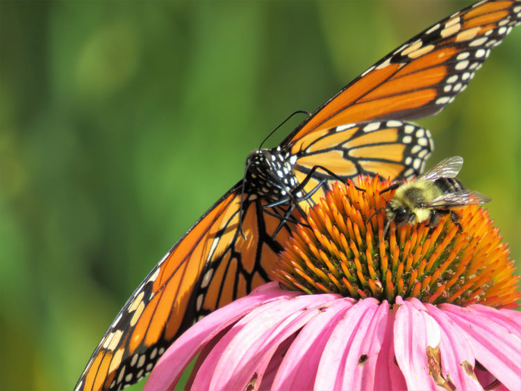 Super-hôtes pour pollinisateurs | Pollinator Superhosts