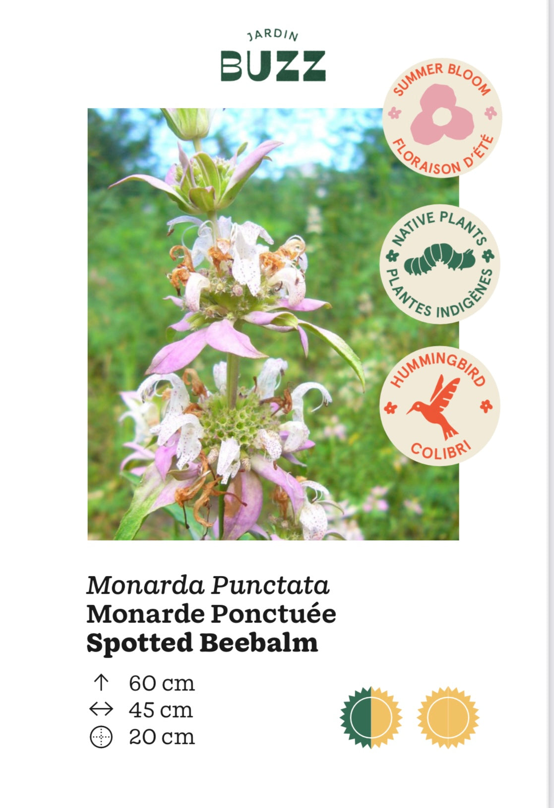 Monarda punctata / Spotted Bee Balm