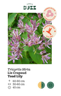 Tricytis Hirta / Lis crapaud / Japanese Toad Lilly