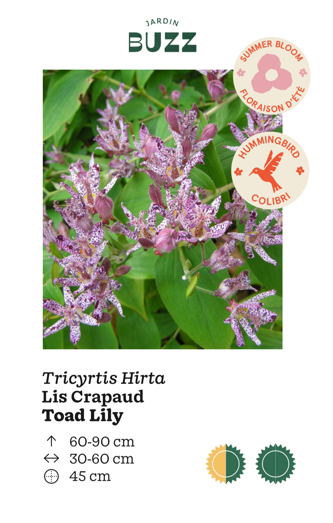 Tricytis Hirta/ Japanese Toad Lilly / Lis crapaud