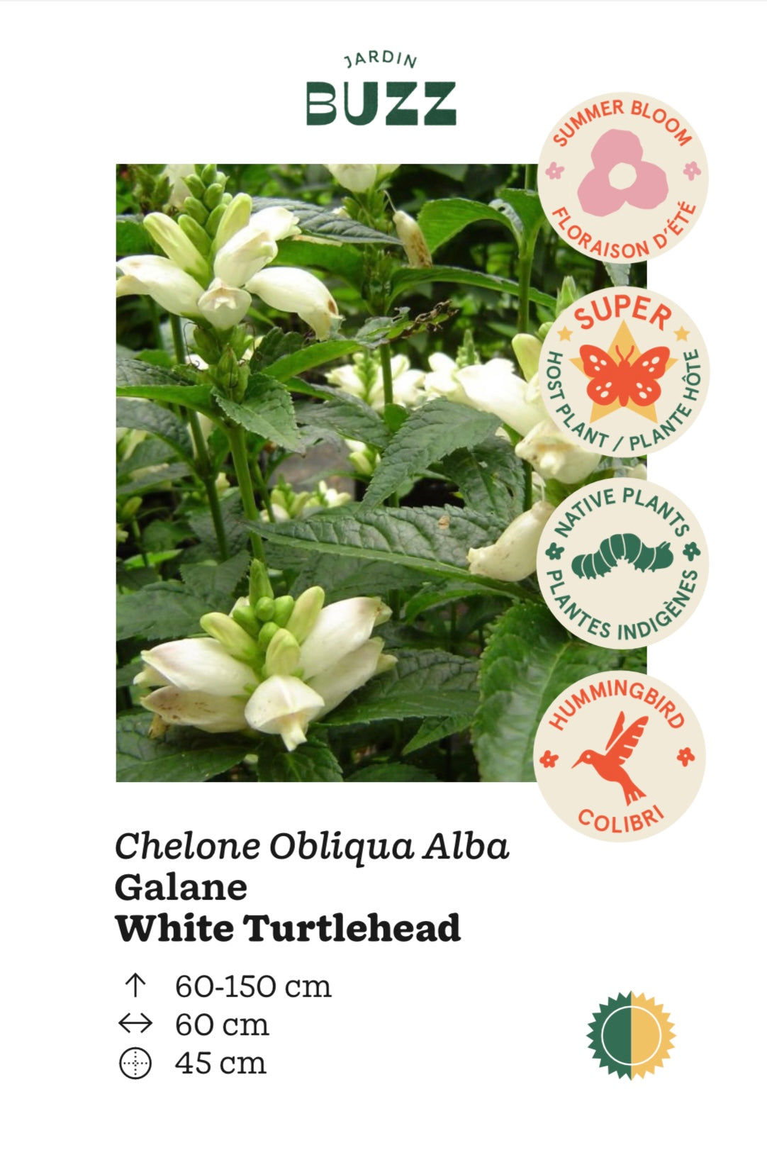 Chelone Obliqua Alba /  Glane / White Turtlehead