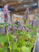 Agastache foeniculum / Agastache fennel / Anise Hyssop