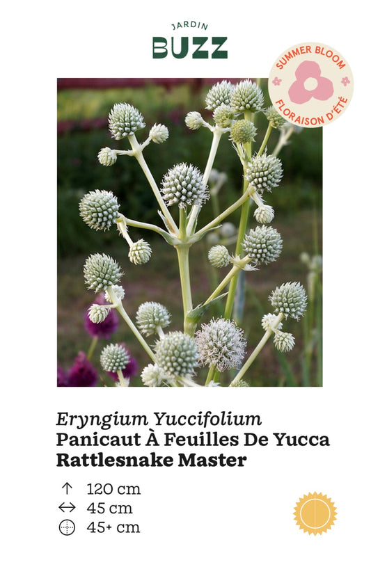 Eryngium Yuccifolium / Panicaut À Feuilles De Yucca / Rattlesnake Master