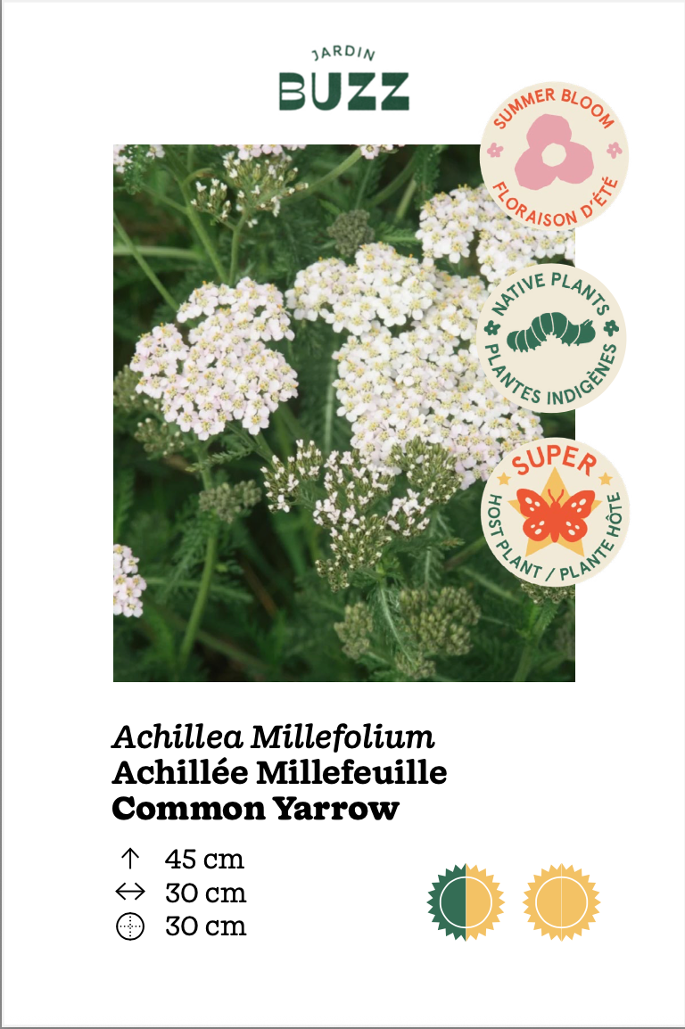 Achillea millefolium / Achillée millefeuille / Common Yarrow