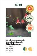 Aquilegia canadensis / L'Ancolie du Canada / Wild Columbine