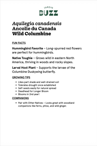 Aquilegia canadensis / L'Ancolie du Canada / Wild Columbine