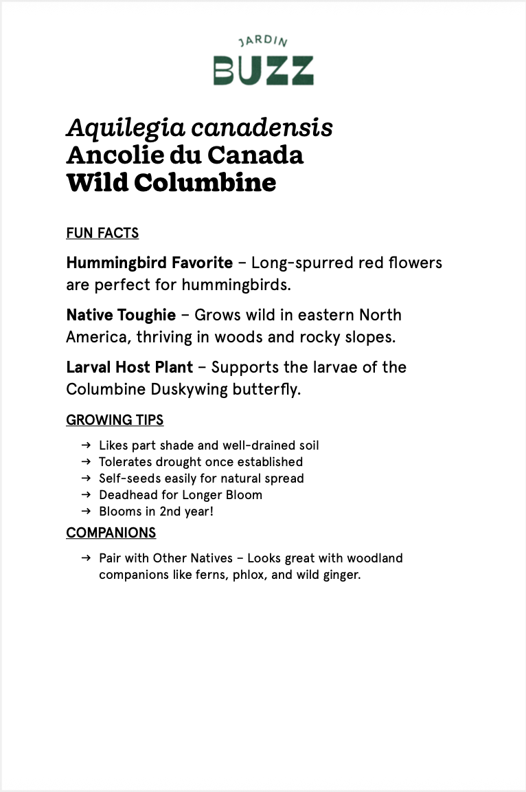 Aquilegia canadensis / L'Ancolie du Canada / Wild Columbine