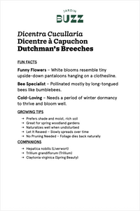 Dicentra cucullaria / Dicentre à capuchon / Dutchman's breeches