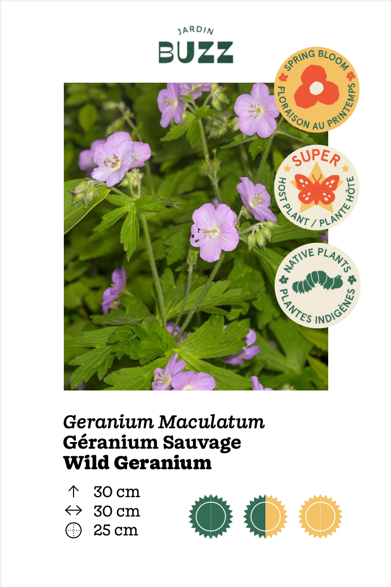 Geranium maculatum / Géranium maculé, Géranium sauvage américain / Wild Geranium