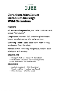 Geranium maculatum / Géranium maculé, Géranium sauvage américain / Wild Geranium