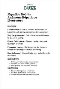Hepatica Noblis / Anémone hépatique / Hepatica (Liverwort)