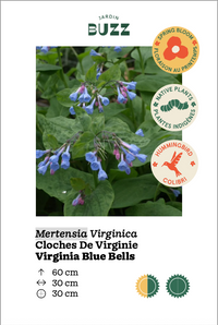 Mertensia Virginica / Virginia Bells / Virginia Blue Bells - Mertensia