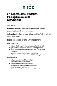 Podophyllum peltatum / Peltated Podophyllum / Mayapple