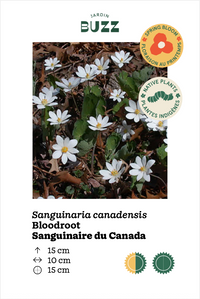 Sanguinaria canadensis / Sanguinaire du Canada / Bloodroot