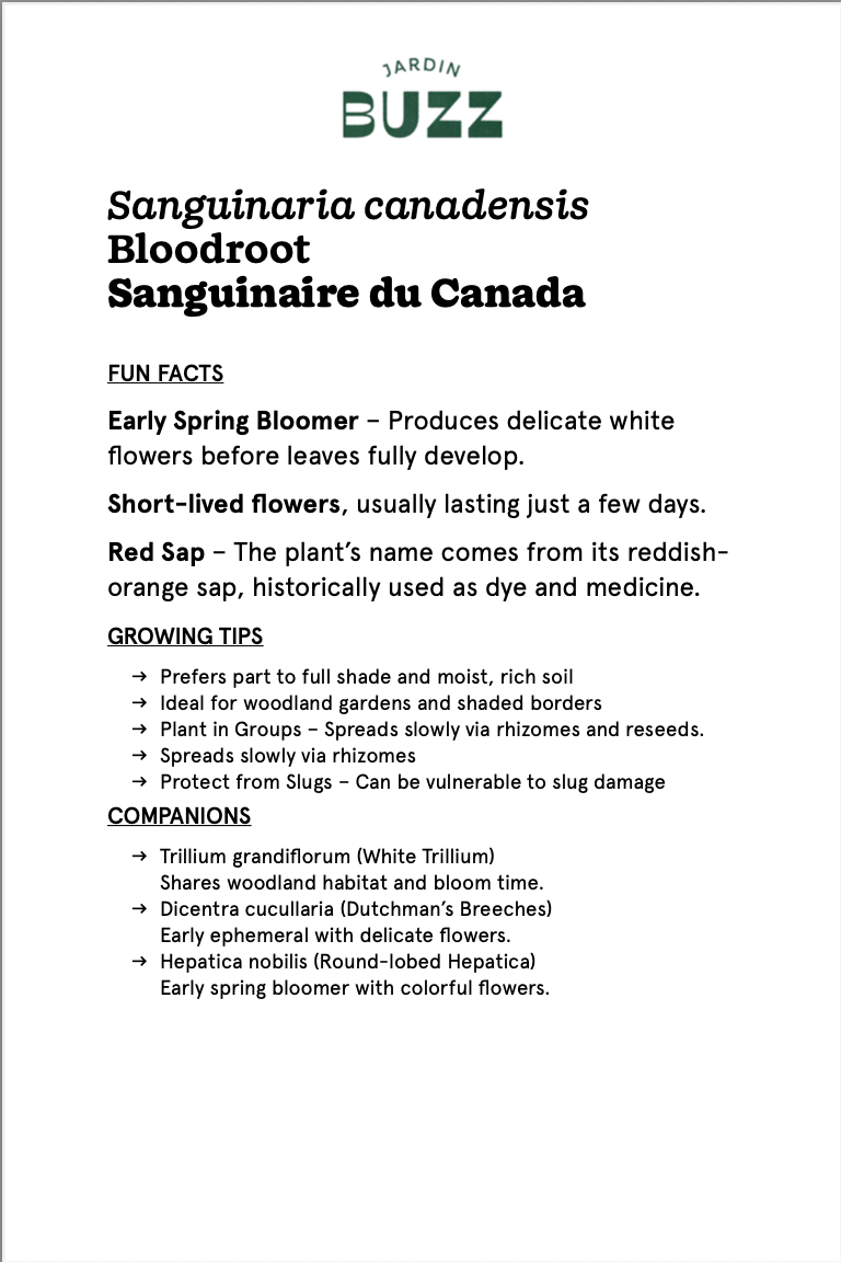 Sanguinaria canadensis / Sanguinaire du Canada / Bloodroot