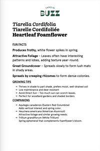 Tiarella cordifolia / Foam Flower 