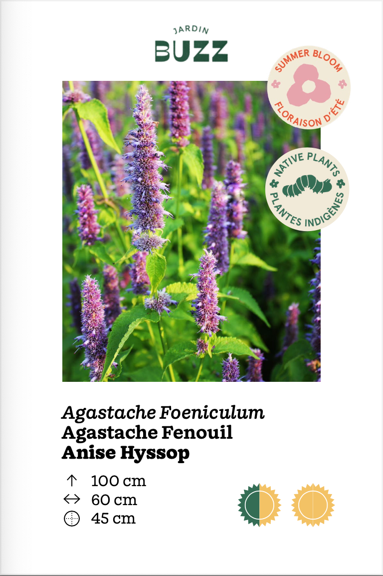 Agastache foeniculum / Agastache fenouil / Anise Hyssop
