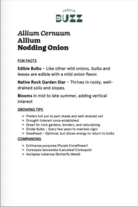 Alium cernuum / Nodding Garlic / Wild Nodding Onion
