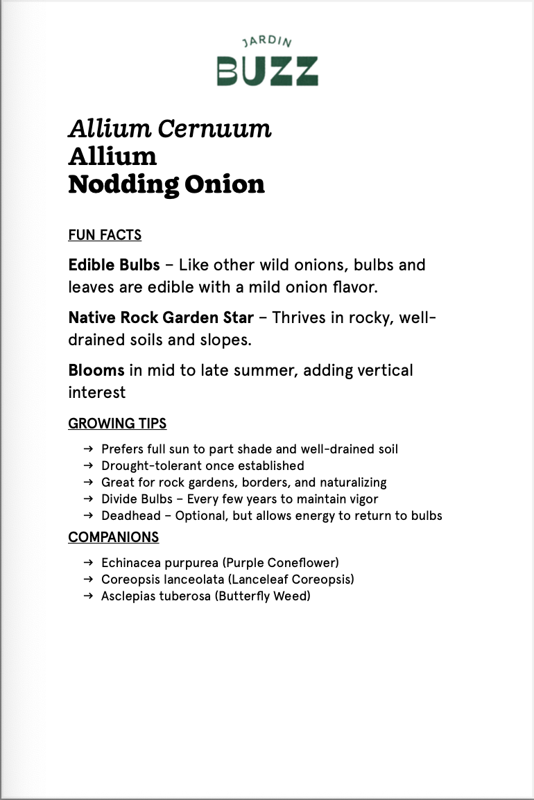 Alium cernuum / Nodding Garlic / Wild Nodding Onion