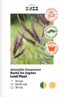 Amorpha canescens / Lead Plant / Faux Indigo - Barbe de Jupiter