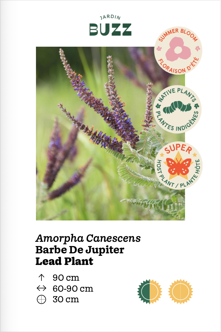 Amorpha canescens / Lead Plant / Faux Indigo - Barbe de Jupiter