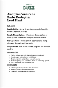 Amorpha canescens / Lead Plant / Faux Indigo - Barbe de Jupiter
