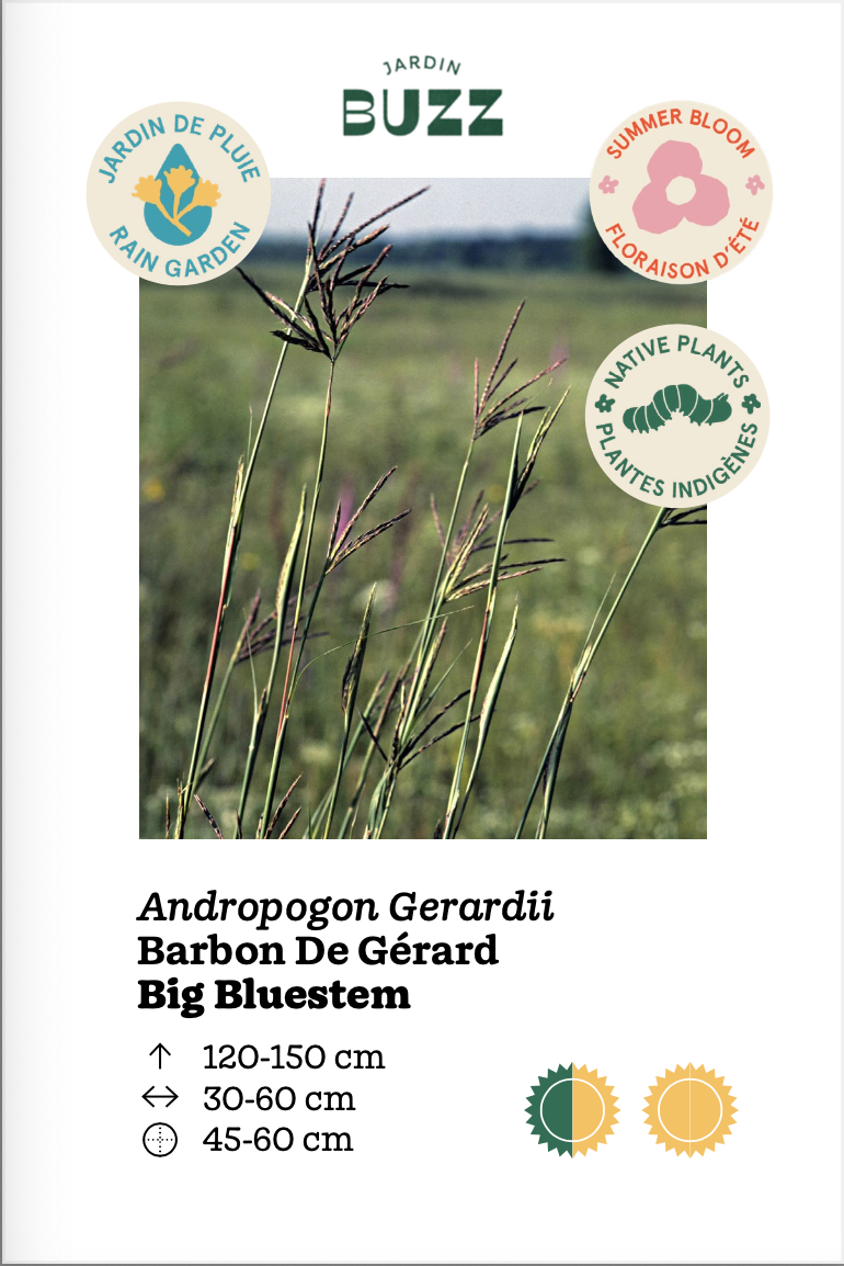 Andropogon gerardi "Black Hawk" / Barbon de Gérard 'Black Hawk' / Big bluestem "Black Hawk"